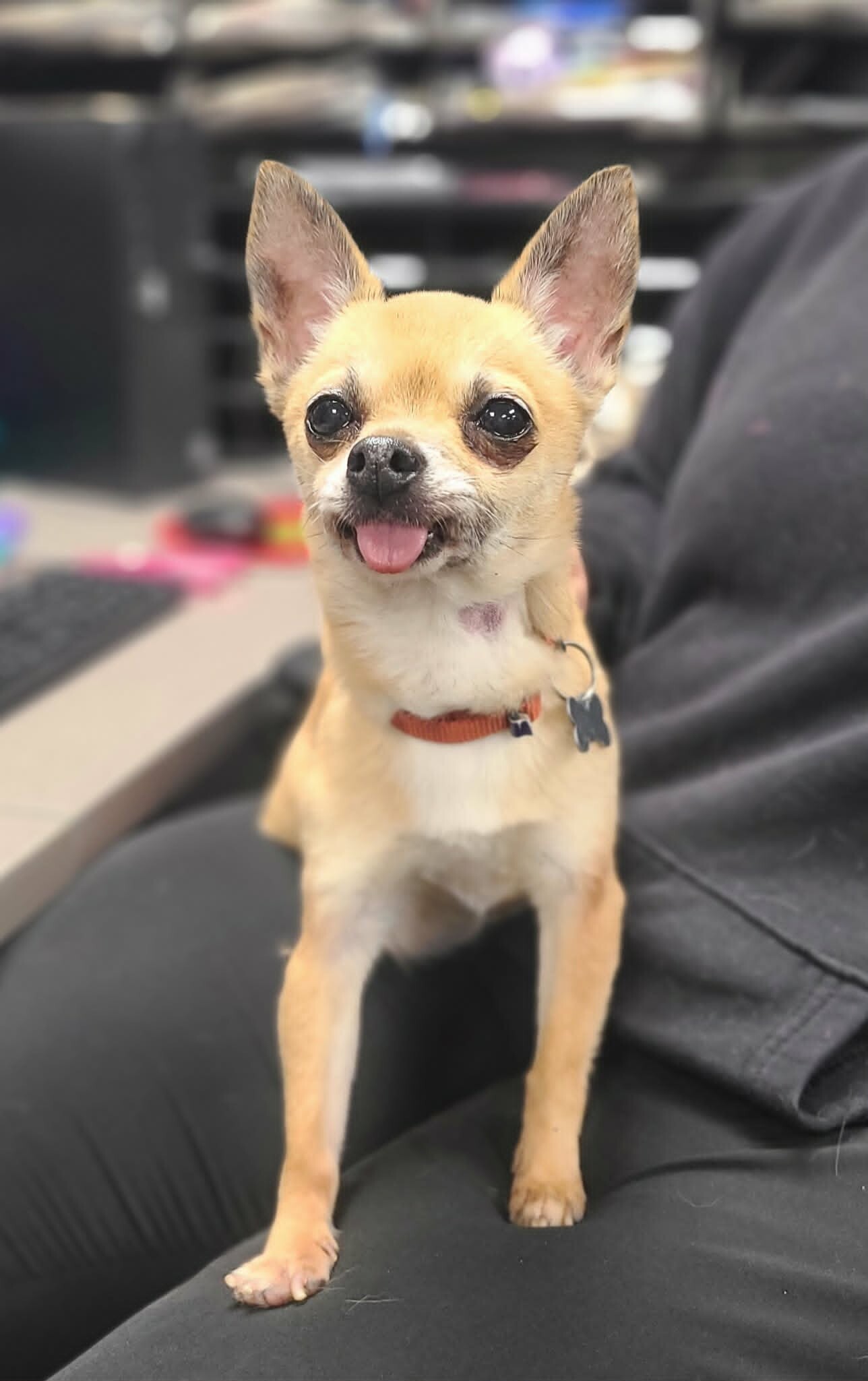 Picture of the Animal Listed